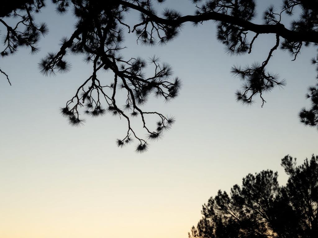 Open dawn sky seen through silhouetted eucalyptus branches