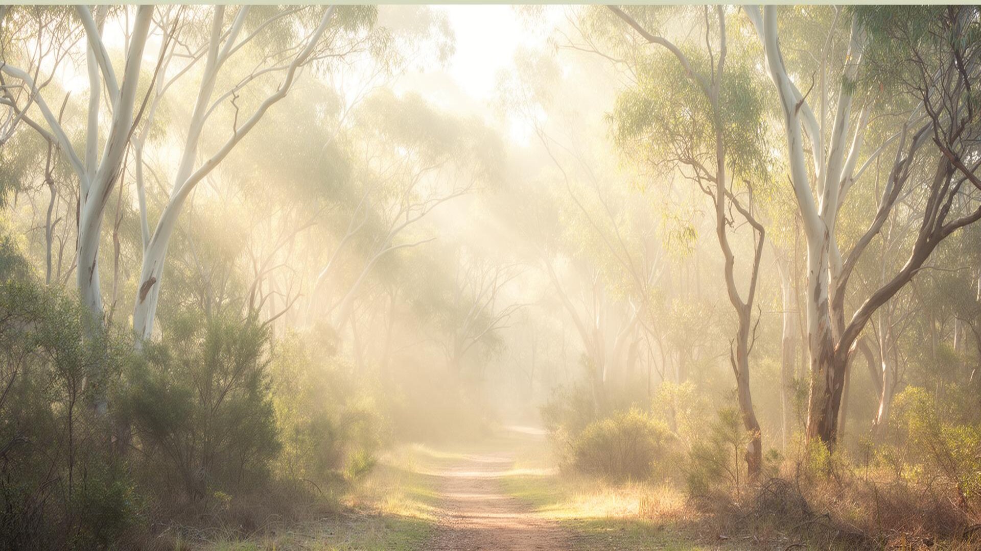 Quiet Australian eucalyptus forest path - calm and grounded