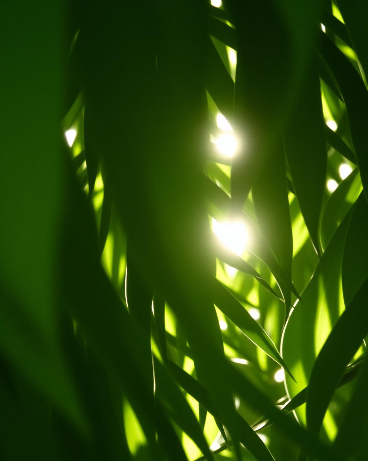Soft filtered light through dense greenery